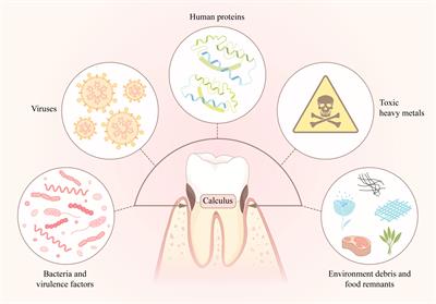 Dental calculus: A repository of bioinformation indicating diseases and human evolution